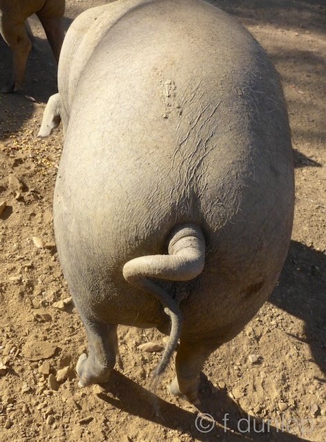 Spain_Iberian_pig