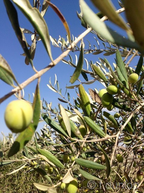 West_Bank_olives
