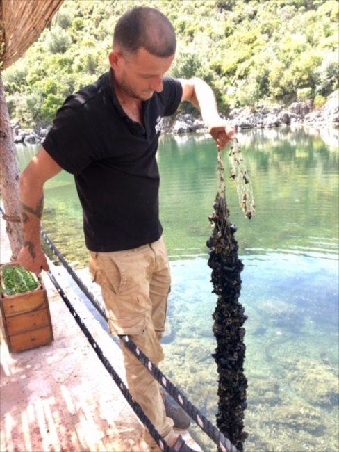 Albania Mussels on a rope
