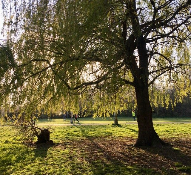 Clissold Park willow